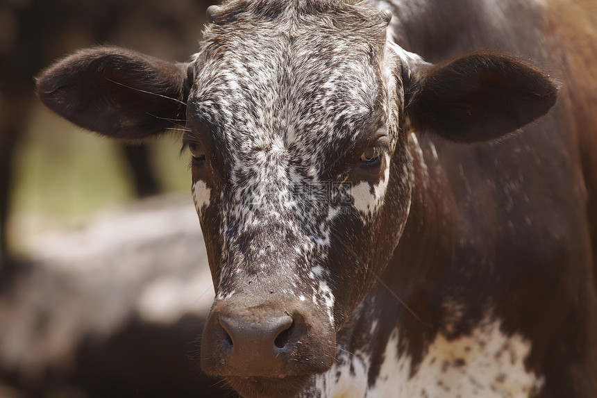 畜牛群棕色耳朵野生动物本土动物物种奶牛主题图片