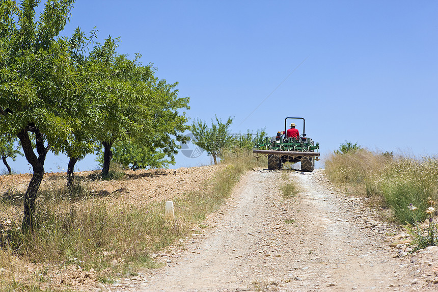 农民用橄榄林在山坡上驾驶拖拉机图片