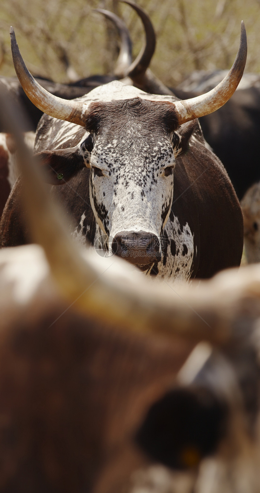 畜牛群动物野生动物主题奶牛本土物种图片
