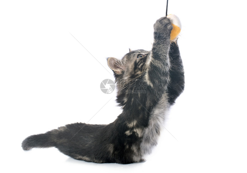 玩灰猫游戏警觉宠物虎斑大花猫女性动物爪子玩具工作室灰色图片