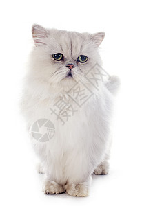 白百塞天猫灰色柔软度动物工作室宠物长发白色背景图片