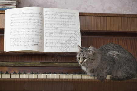 钢琴和一本音乐书 还有一只猫坐在钢琴键上高清图片