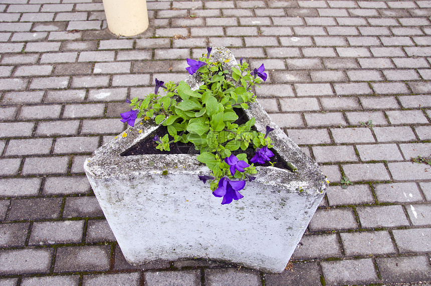 鲜花在街上混凝土花瓶中图片
