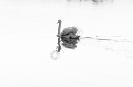 孤单的天鹅翅膀动物野生动物反射脖子日落太阳白色池塘游泳背景图片