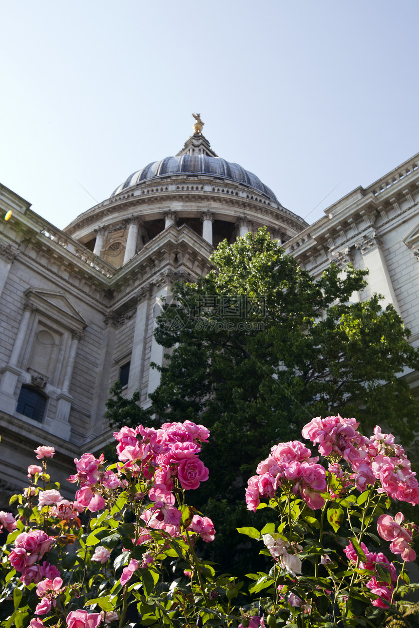 伦敦圣保罗大教堂下面的视图粉红色植物风格英语空气文化特写宗教野生动物教会图片