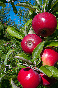 考兰苹果叶子水果季节红色果园收成食物健康农场绿色高清图片