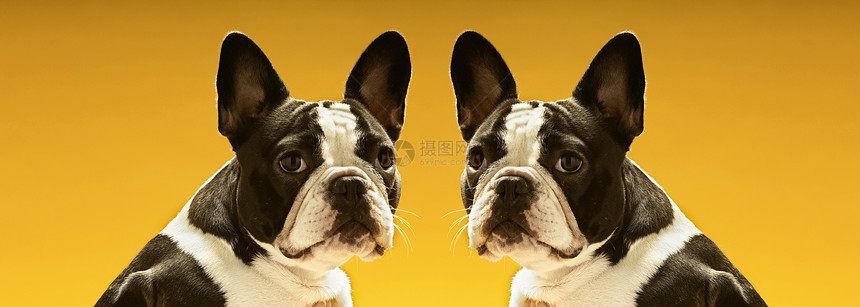 对称法法国斗牛犬在黄色背景之上的肖像图片
