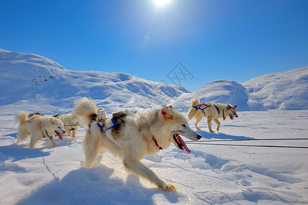 在格陵兰奔跑的雪橇狗高清图片
