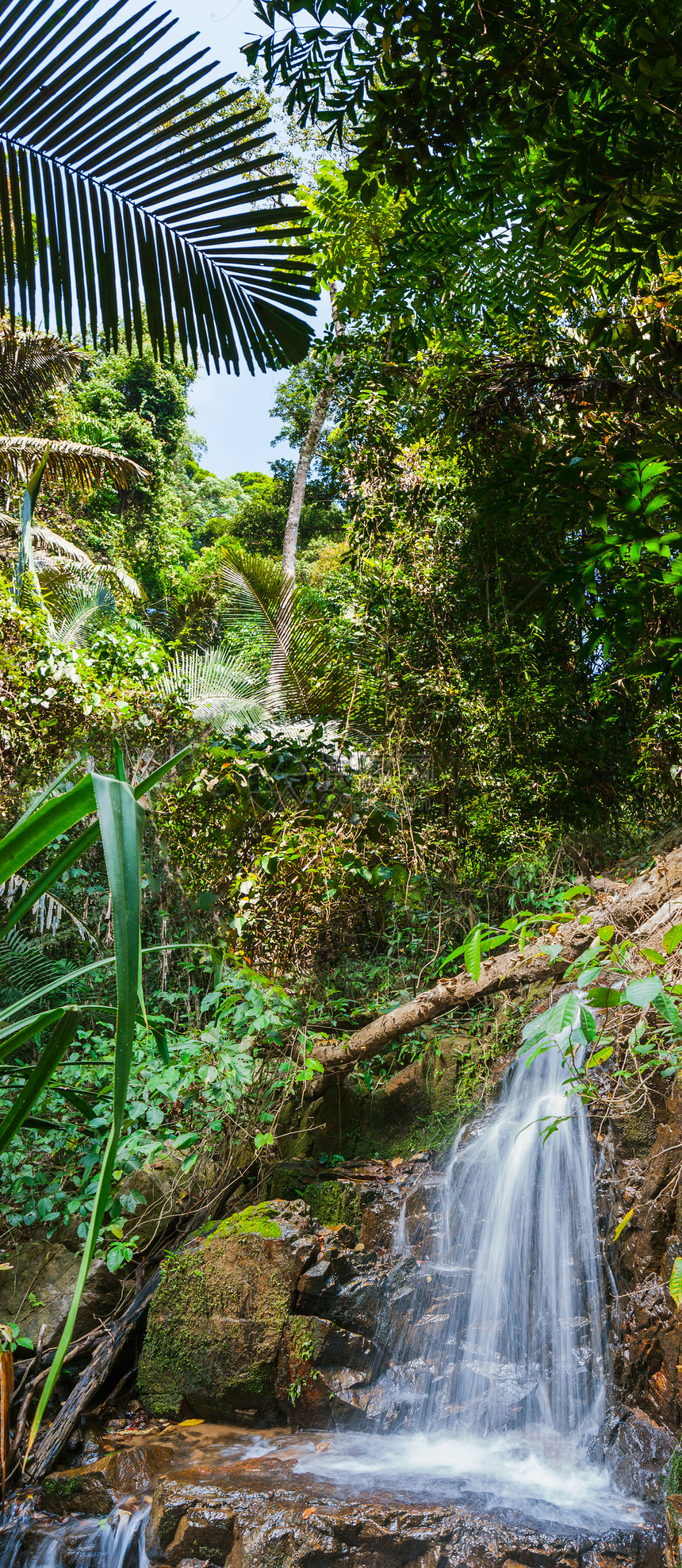 东南亚的热带雨林地区溪流季节植物群生活太阳棕榈光束风景气候木头图片