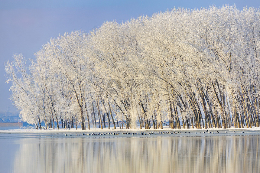寒霜的冬冬树场景天气寒意天空晴天季节阳光风景农村树木图片
