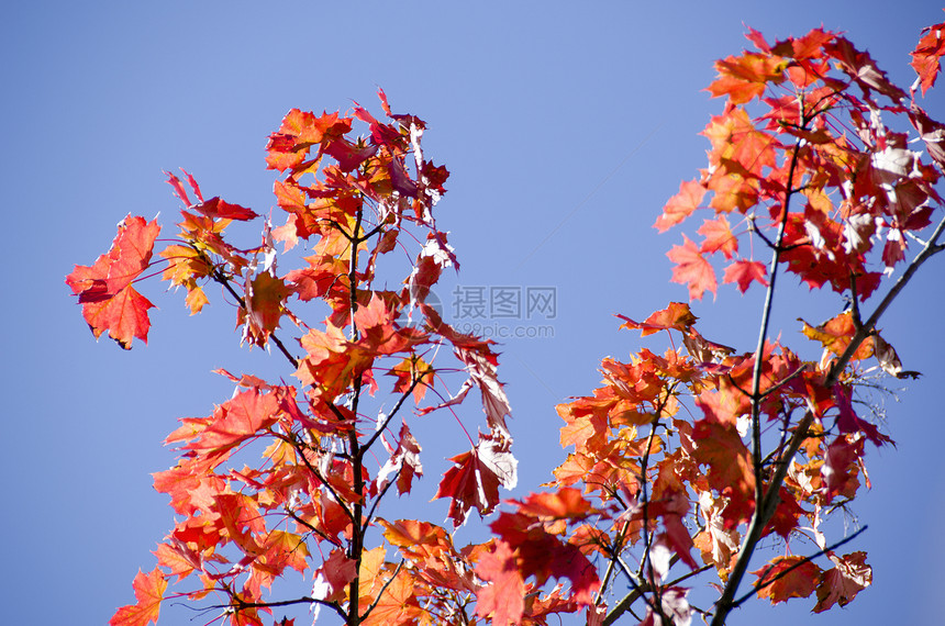 五颜六色的秋天树叶背景太阳森林掌心植物学生长植物群植被天空阳光荒野图片