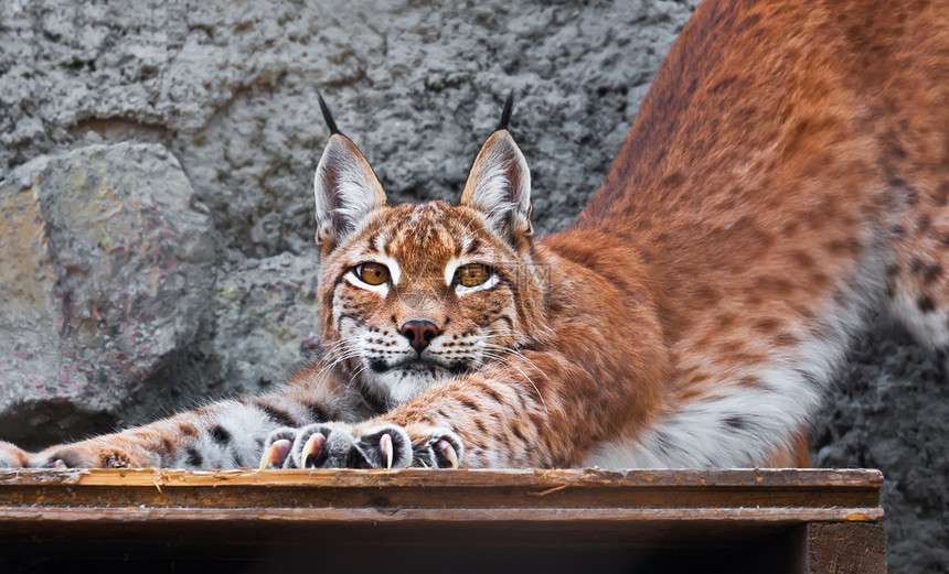 Lynx 林克动物园野生动物哺乳动物动物荒野食肉捕食者野猫外套毛皮图片