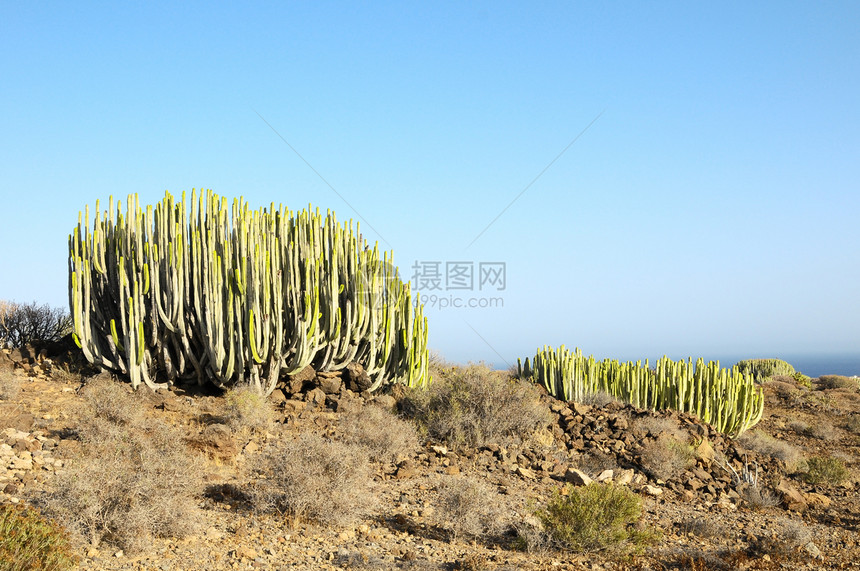 沙漠中的绿色大仙人掌荒野公园山脉蓝色国家天空植物群植物日落图片