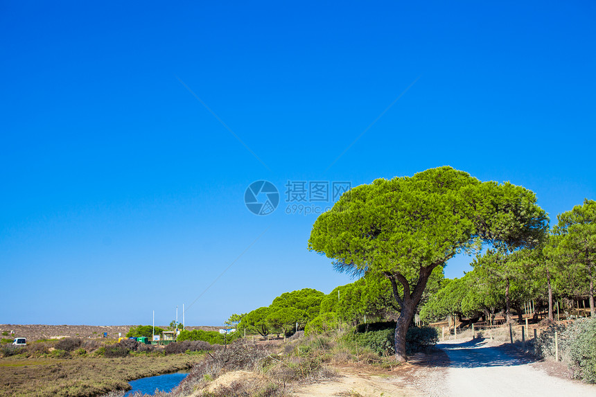 夏季乡村公路 大树位于蓝天的侧道上图片