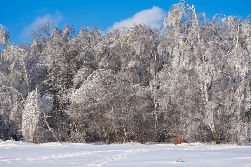 冬季森林白色阳光天空树木天气场景季节木头冻结太阳图片