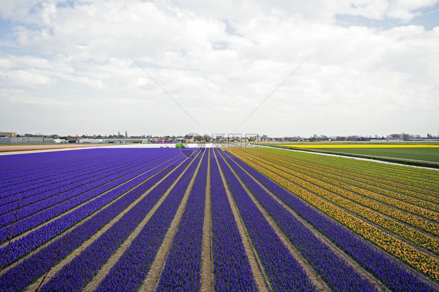 荷兰多彩的春春郁金园场地季节培育文化灯泡农村旅行风景天空传统图片