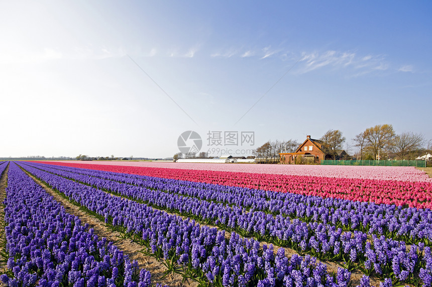荷兰多彩的春春郁金园灯泡季节农田培育传统场地天空农村地平线文化图片