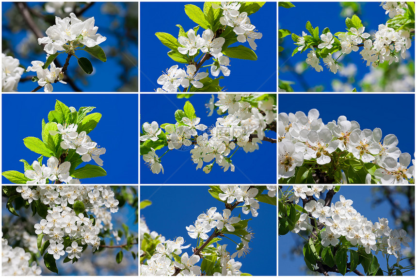 苹果花花宏观绿色花瓣叶子蓝色生长植物白色苹果树季节图片