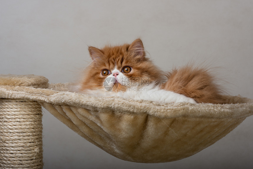 红白色彩的波斯小猫红色家猫摄影纯种猫羊毛宠物图片