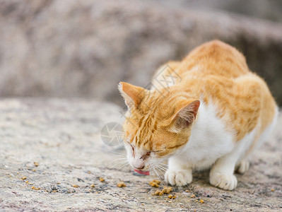 街头猫食食食物眼睛头发哺乳动物石头小猫宠物岩石毛皮街道蓬松的高清图片素材