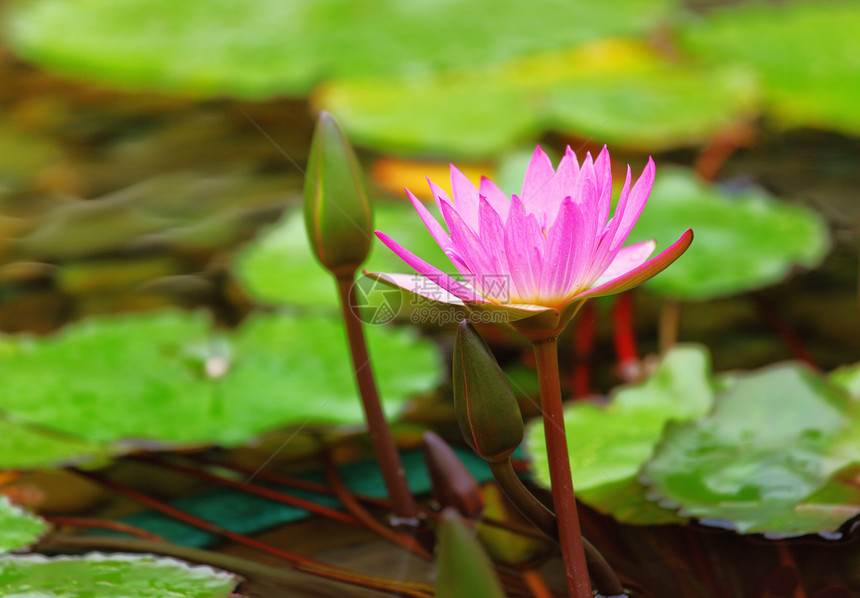 池塘里的水里荷花植物学风化花园百合植物花瓣粉色核桃属绿色图片