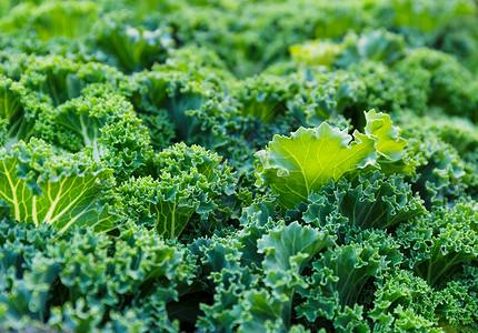 生料带新鲜生料纹理农村乡村沙拉培育农场收成绿色蔬菜植物国家背景