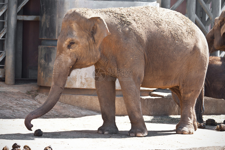 大象动物树干濒危食草动物园厚皮野生动物哺乳动物獠牙灰色图片