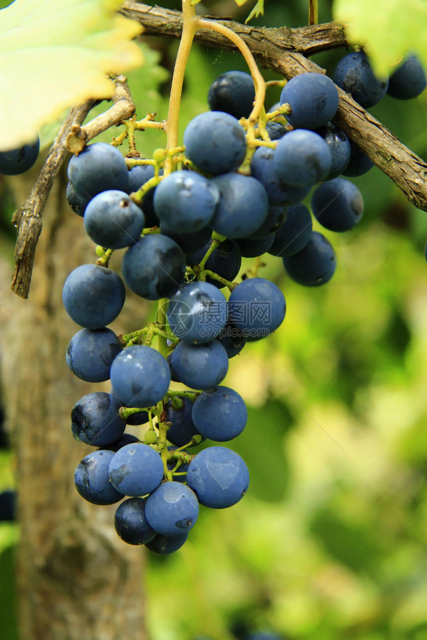 黑葡萄团准备收割黑色生长阳光浆果葡萄园收成水果酒精绿色乡村图片