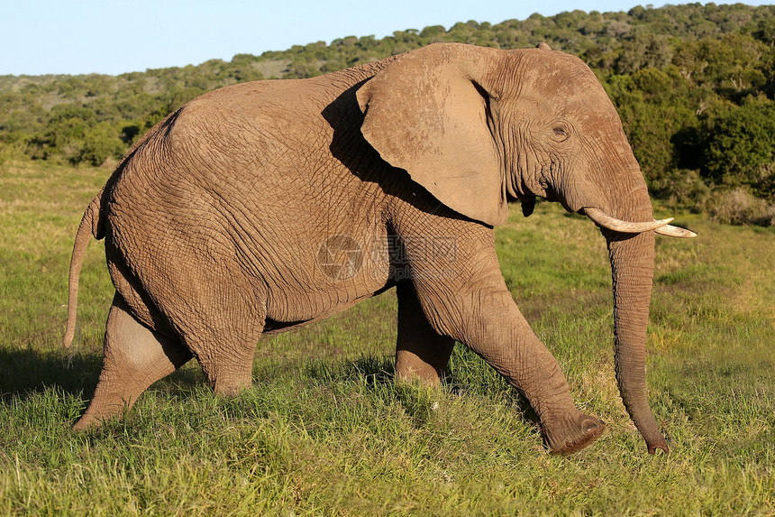 非洲大象公牛野生动物动物象牙力量游戏大草原食草荒野棕色獠牙图片