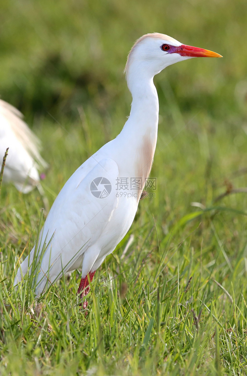 牛食鸟动物野生动物账单男性打猎苍鹭公鸡羽毛白色优美图片