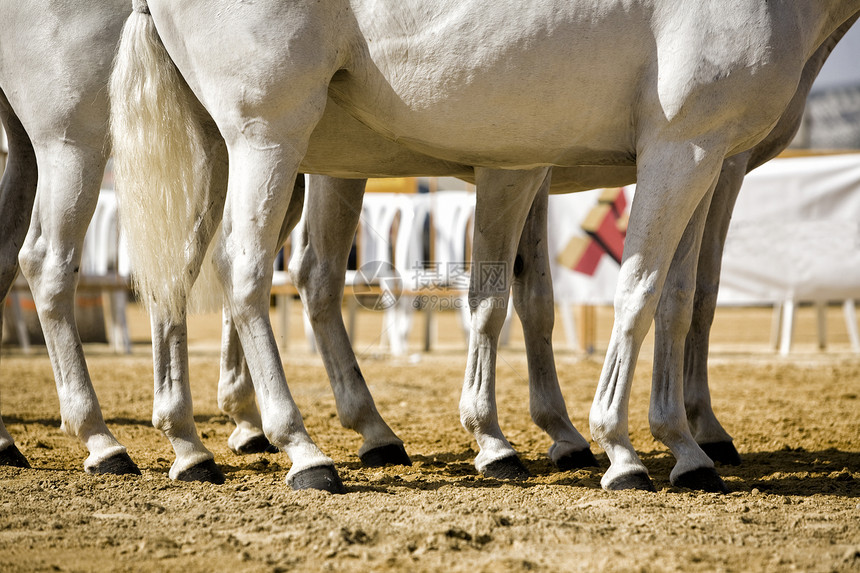 西班牙纯纯种西班牙语马的功能性测试 西班牙马匹眼镜蛇表演传统骑术庆典活动教练闲暇动物图片