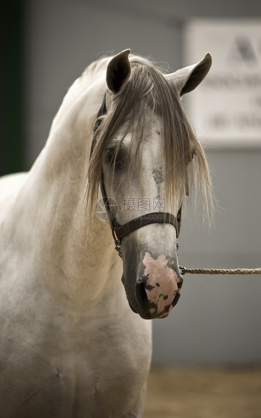 西班牙西式纯种马在西班牙的服装比赛中竞争经典选美图片