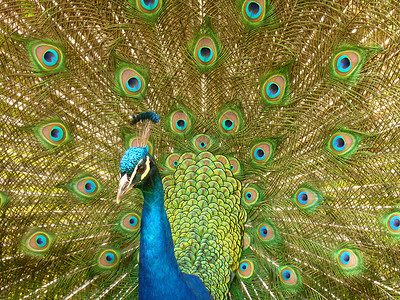 孔雀绿色眼睛羽毛蓝色彩虹色尾巴鸡冠花背景图片