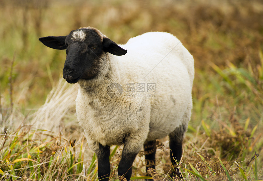 牧羊牧场 牲畜农场 家畜哺乳动物农村山羊企业草地羊肉农业绿色国家场景动物图片