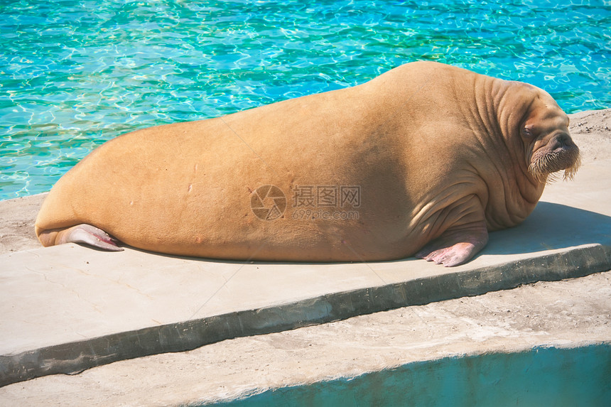 象体海豹海岸胡子动物冒充野生动物毛皮海洋胡须动物园图片