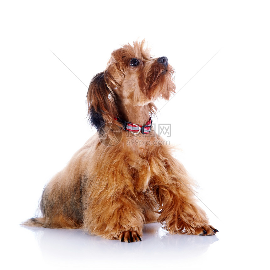 装饰狗的红小狗幸福犬类褐色毛皮哺乳动物宠物朋友乐趣快乐友谊图片