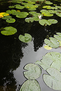 池塘上的百叶叶反射叶子睡莲花园植物群绿色百合水池植物背景图片