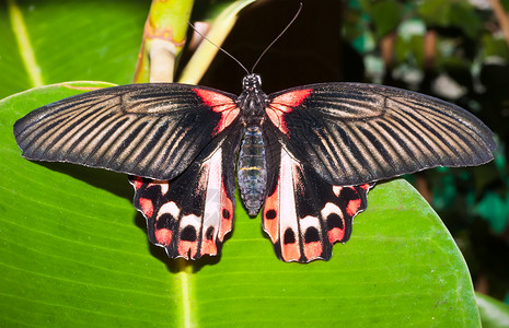 黑色蝴蝶素材蝴蝶自然昆虫脆弱性翅膀君主动物黑色宏观植物鳞翅目背景