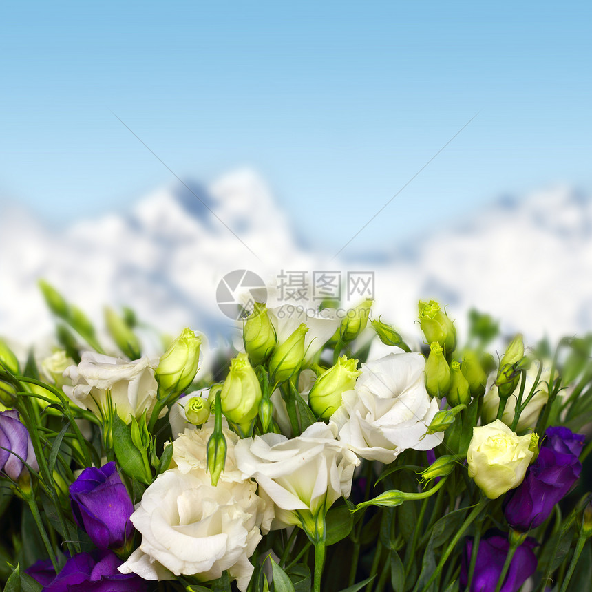 山中的利西亚图斯花中提琴工作室花瓣叶子天空礼物脆弱性庆典紫色植物群图片