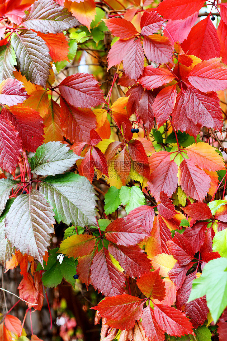 彩色叶叶公园黄色季节绿色叶子红色图片