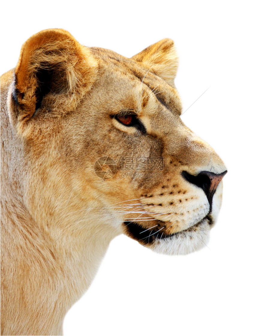 孤立的女狮子肖像哺乳动物力量女性动物毛皮母狮危险黄褐色猫科动物白色图片