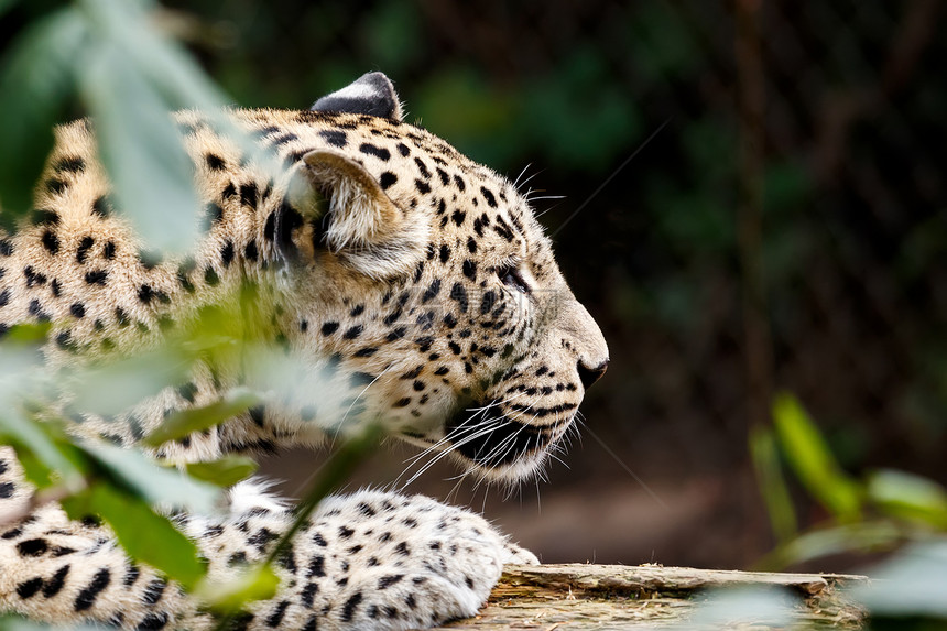 寻找猎物的雪豹 Irbis动物园说谎晶须哺乳动物毛皮眼睛荒野图片