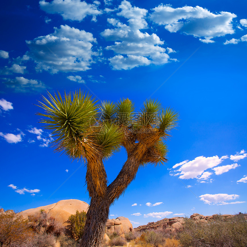 国家公园Yucca山谷加利福尼亚州干旱土地旅行荒野晴天天空衬套砂岩岩石地标图片