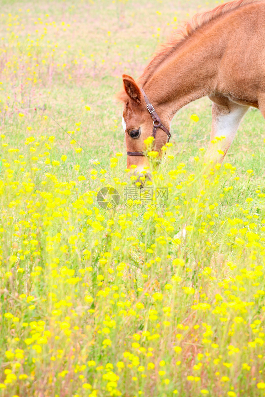 科尔特婴儿草地动物鬃毛花朵棕色场地牧场男性马术图片