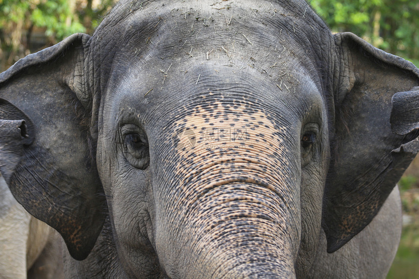 特写大象头部眼睛皮肤荒野棕色动物野生动物哺乳动物图片