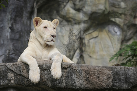 白列动物群食肉哺乳动物栖息地爪子野猫猫科毛皮猎人白狮子平台高清图片素材