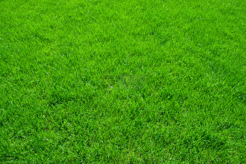 绿草院子边缘草皮草原生长活力土地绿色植物植物草地图片