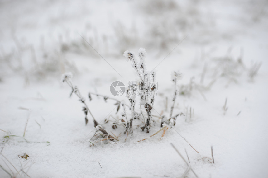 霜冻日的田地植物冻结草地季节雪花场地蓝色水晶花朵场景天气图片