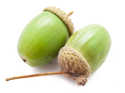 橡果植物季节性橡木白色生长季节绿色食物种子棕色背景图片