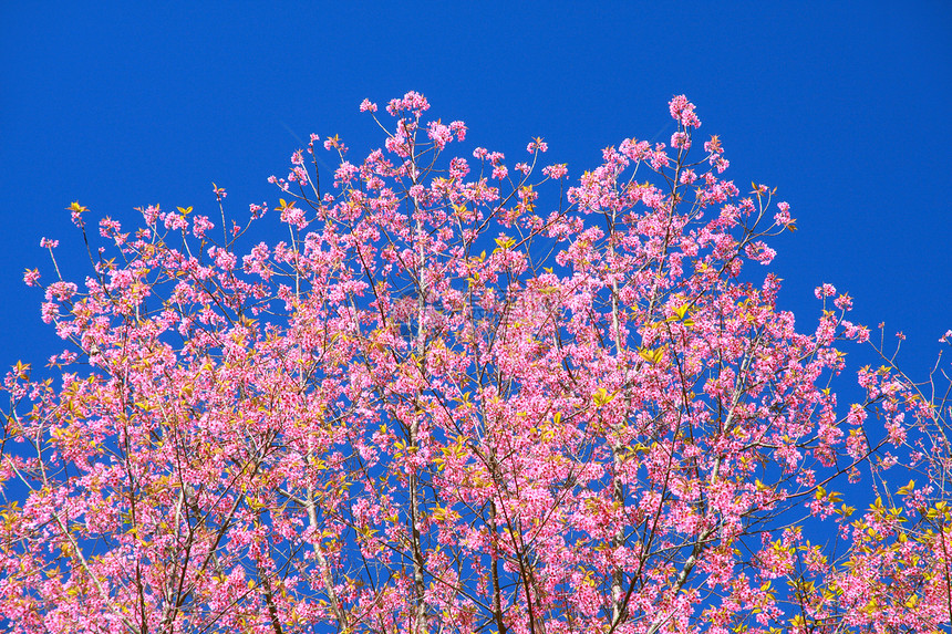 狂野喜马拉雅山樱花公园蓝色季节木头天空墙纸植物农村花朵荒野图片